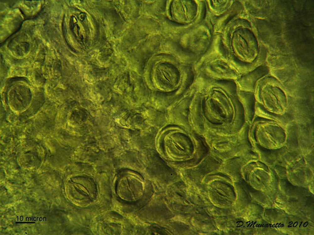 Stomi di foglia di carota